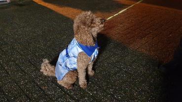 Preview: Hundejacke Finny